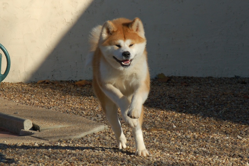 B'kasumi go De la vallee des dragons sacres