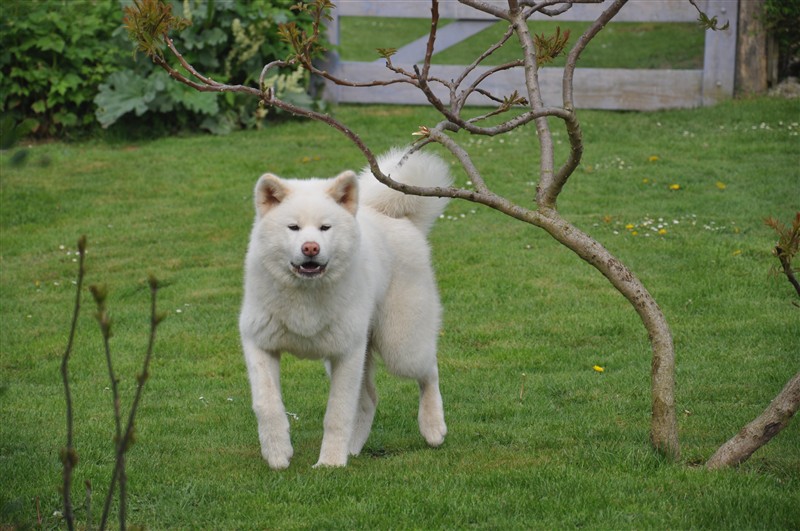 Fubuki Des dragons du soleil rouge