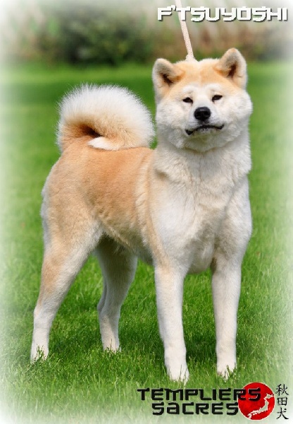 F'tsuyoshi Des dragons du soleil rouge