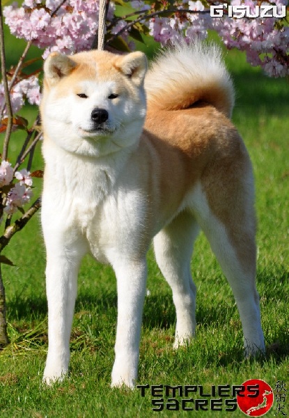 G'isuzu Des dragons du soleil rouge