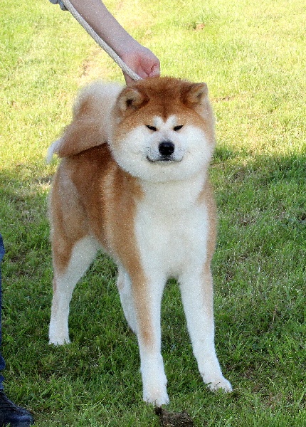 Gyosei Go shun'you kensha