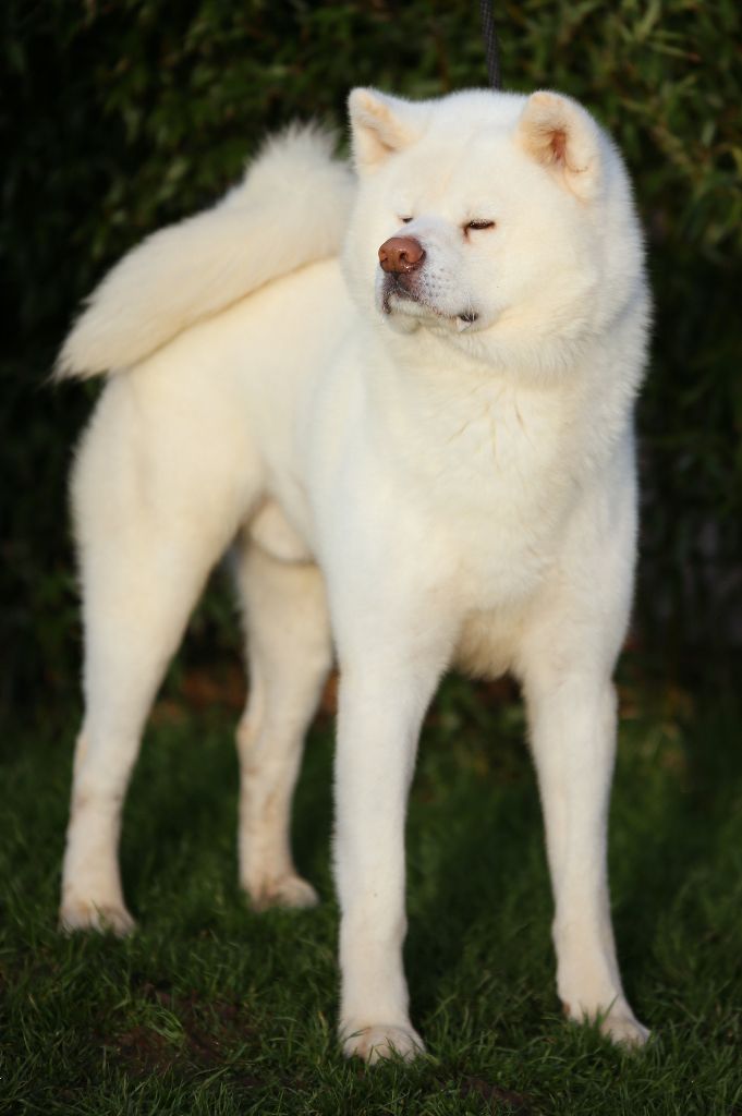 F'kazumi go Des dragons du soleil rouge