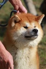 R'kenzo go Des dragons du soleil rouge
