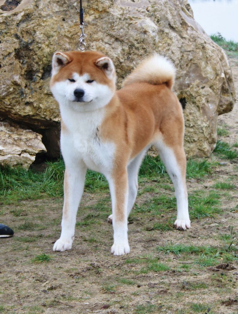 Gyokuryuu go oodate sannomarusou