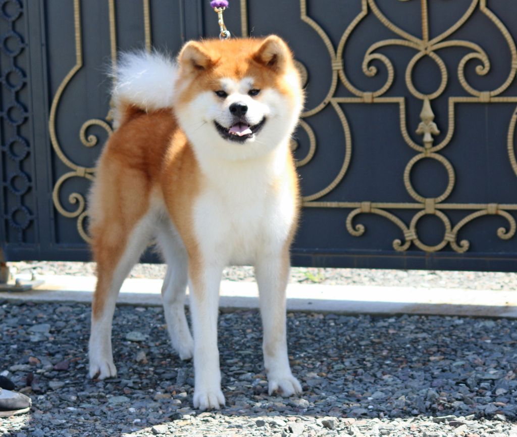 Tenzan go kagano yaoya