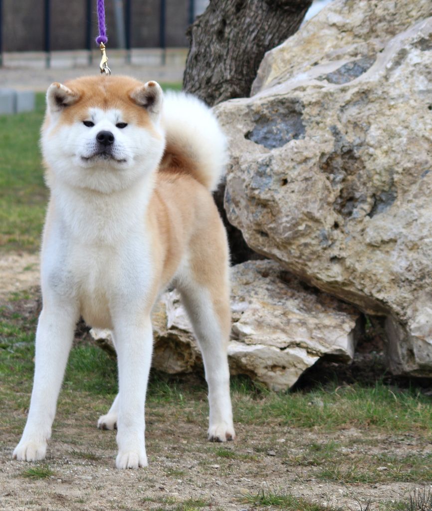Kyubei go of shoun kensha