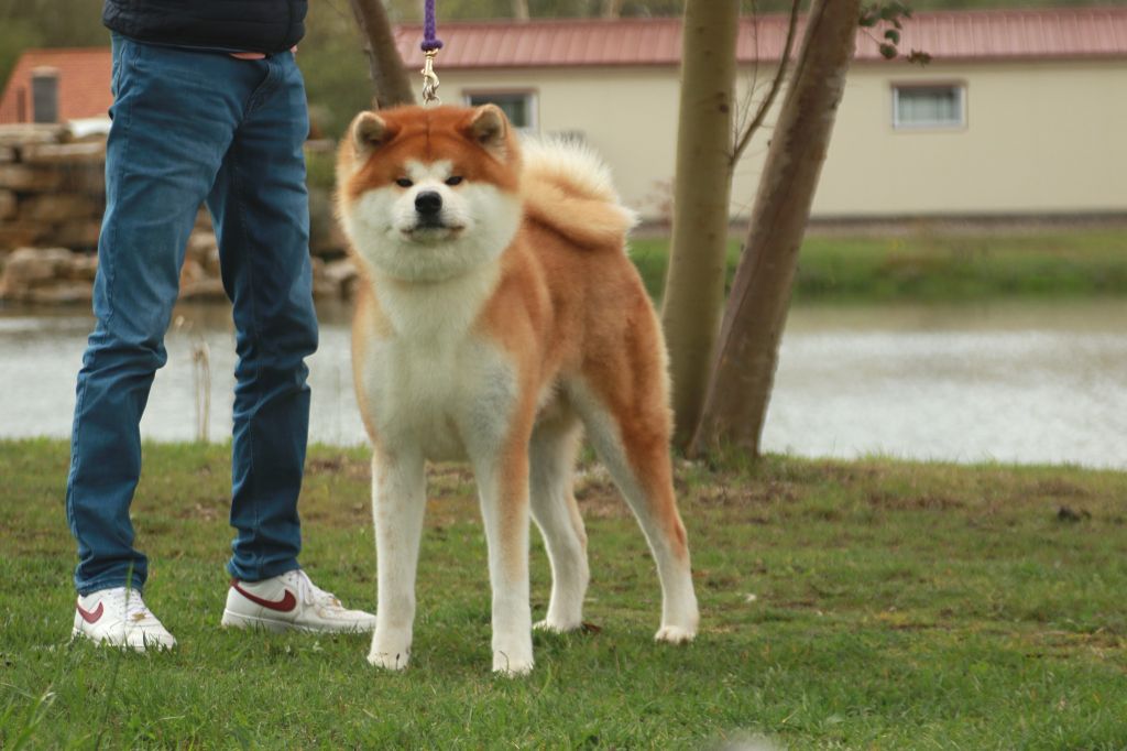 Oozorafuji go daruma kensha