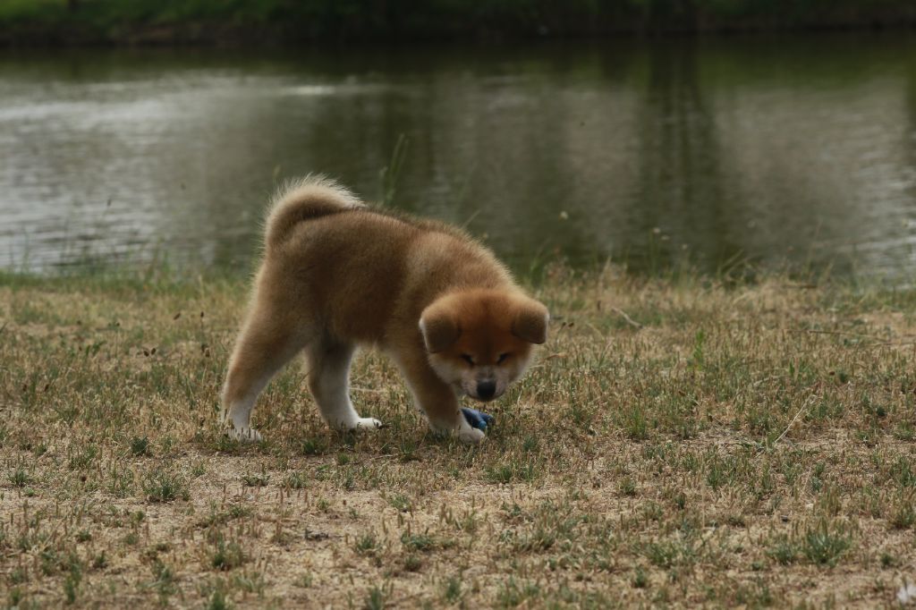 CHIOTS DISPONIBLE JUIN 2025