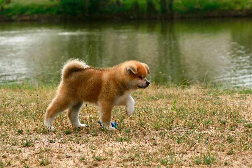 CHIOTS DISPONIBLES JUIN 2025