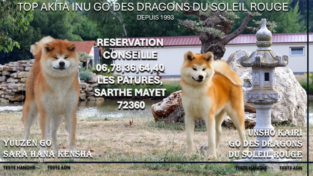 Des dragons du soleil rouge - Akita - Portée née le 04/02/2025