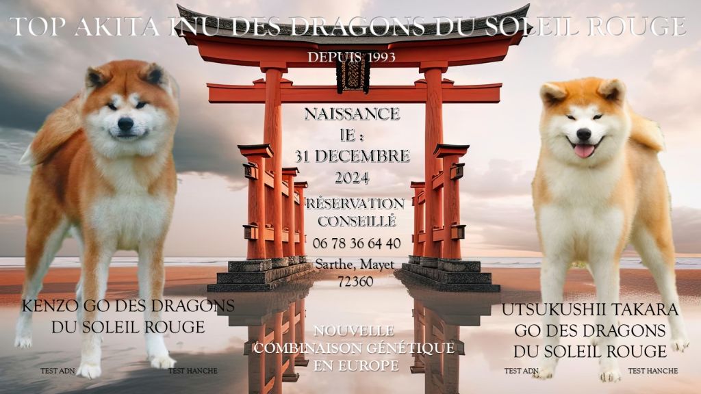 Des dragons du soleil rouge - Akita - Portée née le 31/12/2024